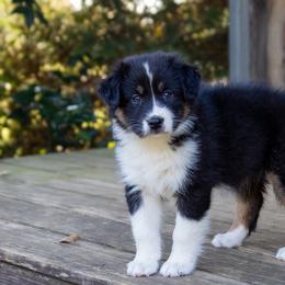Lexie Enelow - Black & white female Australian Shepherd puppy in Statesville, North Carolina from Charming Australian Shepherds