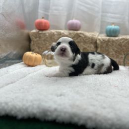 Jersey - Blue merle and white female Cardigan Welsh Corgi puppy in Crystal River, Florida from Coopers Korner