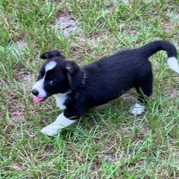 Ranger - Black and white male Cardigan Welsh Corgi puppy in Crystal River, Florida from Coopers Korner