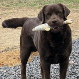 Kodiak - Labrador Retriever