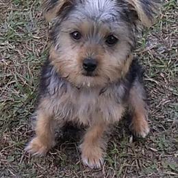 Morkies from Helen's Morkies