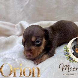 Orion AKC-CKC - Chocolate and tan male Dachshund puppy in Tecumseh, Oklahoma from MoonBerry Miniature Dachshunds