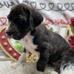 Dachshund and Great Dane Puppies from Ballistic Danes & Dachshunds
