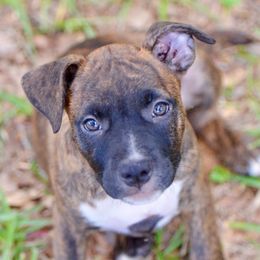 'Sway' LBK's Sink or Swing - Red brindle female American Staffordshire Terrier puppy in St. Augustine, Florida from LBK & Ancient City