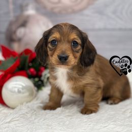 Dachshund, Pomeranian, and Poodle Puppies from Cuddles n Curls