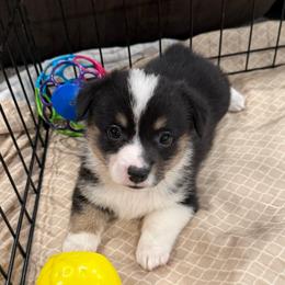 French - Black and tan female Pembroke Welsh Corgi puppy in Arcanum, Ohio from Weissway Corgis