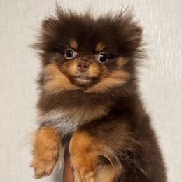 Winona - Chocolate and tan female Pomeranian puppy in Eastover, North Carolina from Tea-Cake Pomeranians of The Carolinas