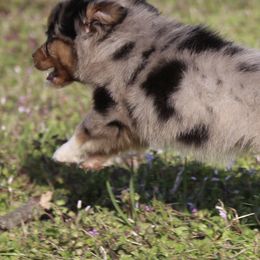 Australian Shepherds, Miniature Australian Shepherds, and Toy Australian Shepherds from Elmo’s Toy and Miniature Australian Shepherds