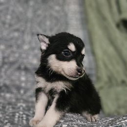 Sweetpea - Black and white female Pomsky puppy in Franklinton, Louisiana from VooDoux Farms