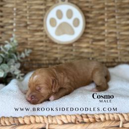 Cosmo - Red male Bernedoodle puppy in Murrieta, California from Brookside Bernedoodles