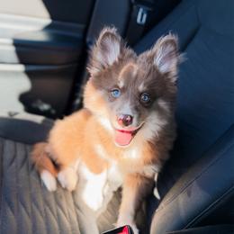 Linguine - Chocolate male Pomsky puppy in Cleveland, Ohio from Lake Point Pomskies
