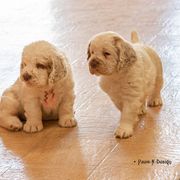 Clumber Spaniels from Von Wunder Haus