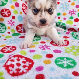 Siberian Husky Puppies from Haskins Huskies