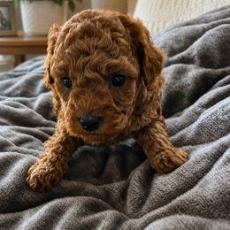 Red - Red  female Poodle puppy in Lance Creek, Wyoming from CK Poodles LLC