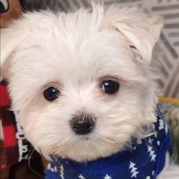 AKC Toby - White male Maltese puppy in The Villages, Florida from My Precious Pups