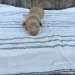 Honey - Cream female Dachshund puppy in Squires, Missouri from Hudson’s Hounds