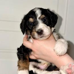 Clover - Tri-color male Bernedoodle puppy in Beecher, Illinois from Erica’s Doodles