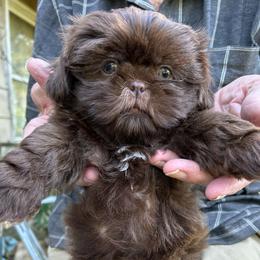 Shih Tzu Puppies from Golden Goddess Shih Tzu's