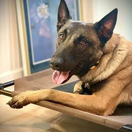 Dean - Fawn male Belgian Malinois puppy in Charleston, West Virginia from Louisov Kennel
