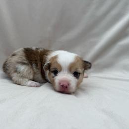Sable Merle Male - Sable merle and white male American Corgi puppy in Okeechobee, Florida from Gold Coast Corgis