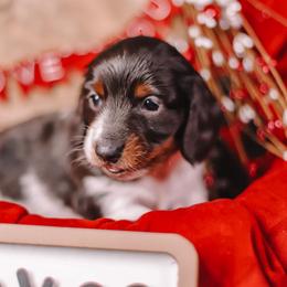 Cupid - Piebald male Dachshund puppy in Tifton, Georgia from Conger's Lil Smokies