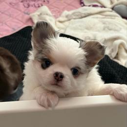 Elio - Blue merle male Chihuahua puppy in Newport Beach, California from Exotic City Pomeranians and chihuahuas