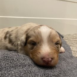 Australian Shepherd Puppies from Rocky Mountain Aussies