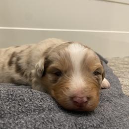 Australian Shepherd Puppies from Rocky Mountain Aussies