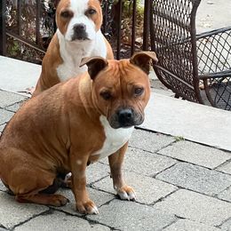 Staffordshire Bull Terriers from Manorview Staffords