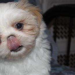 Shih Tzus from Donna's Puppies