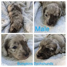 Dachshund Puppies from Bumpkins Dachshunds