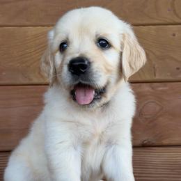 Titan - Light golden male Golden Retriever puppy in Doniphan, Missouri from Stockford’s Golden Retrievers