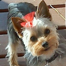 Yorkshire Terriers from Yor keys 2 Love
