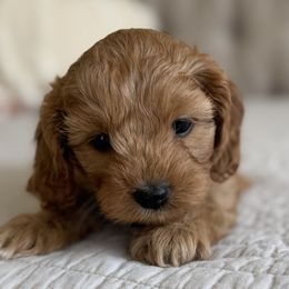 Honey - Apricot female Cavapoo puppy in Beckley, West Virginia from By Design Doodles