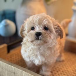 Nanny - Apricot female Maltipoo puppy in Wendell, North Carolina from Teddys Teddy Bears