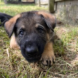 German Shepherd Puppies from Paws Of Germany