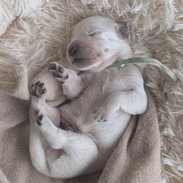 Mochi - Mint collar - Light golden male Golden Retriever puppy in Noblesville, Indiana from Ivory & Pine Goldens