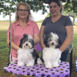 Havanese Puppies from Lynroc Kennels
