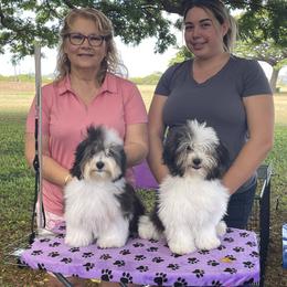 Havanese Puppies from Lynroc Kennels