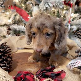 Dachshund Puppies from DachshyVerse