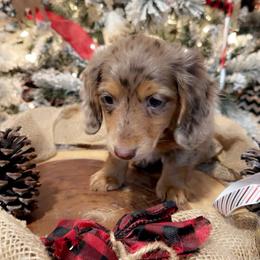 Dachshund Puppies from DachshyVerse