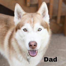 Maui - Siberian Husky
