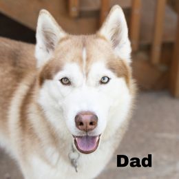 Maui - Siberian Husky