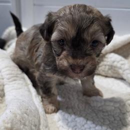 Choc female - Chocolate female Havapoo puppy in Medina, Ohio from Momma's Minis