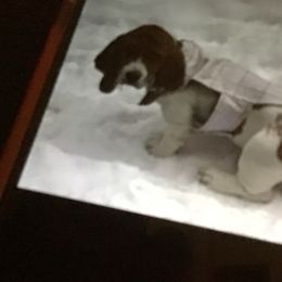 Basset Hound Puppies from Muggsk-9obedience