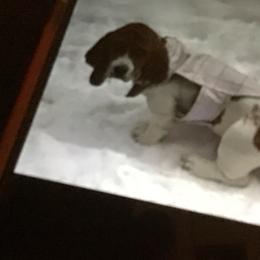 Basset Hound Puppies from Muggsk-9obedience