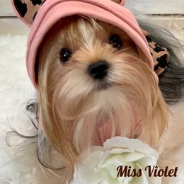 Biewer Terrier Puppies from Bouquet Biewers