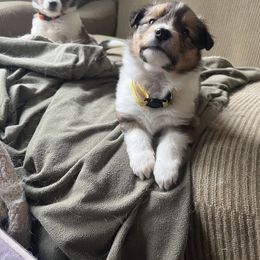 Collie and Companion Cross Puppies from Oasis Companion Canines