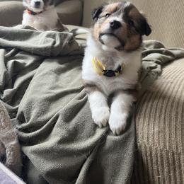 Collie and Companion Cross Puppies from Oasis Companion Canines