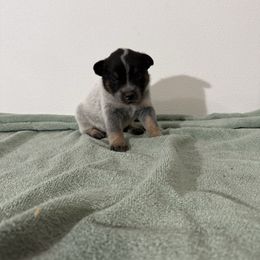 Boy 3 - Blue speckled male Australian Cattle Dog puppy in Concrete, Washington from Back Country Cattle dogs